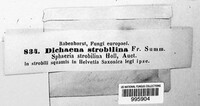 Sirococcus conigenus image